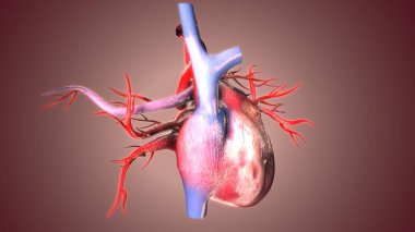 İnsan iskeleti anatomisi. 3d hazırlayıcı