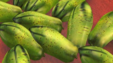 İnsan iskeleti anatomisi. 3d hazırlayıcı