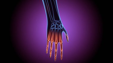 İnsan iskeleti anatomisi. 3d hazırlayıcı