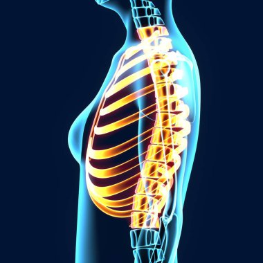 İnsan iskeleti anatomisi. 3d hazırlayıcı