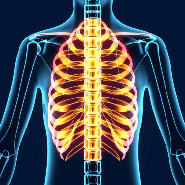 Erkek sindirim sistemi anatomisi. 3d illüstrasyon