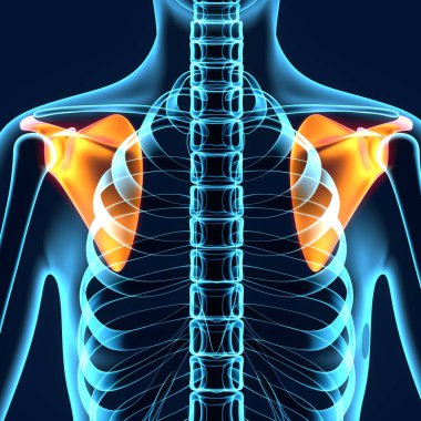 Erkek sindirim sistemi anatomisi. 3d illüstrasyon