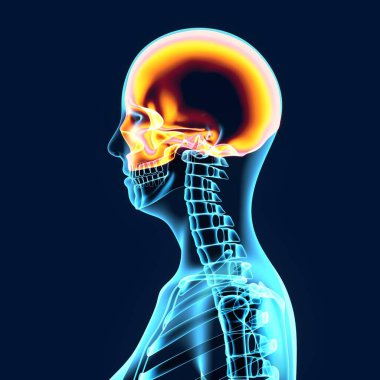 Erkek sindirim sistemi anatomisi. 3d illüstrasyon