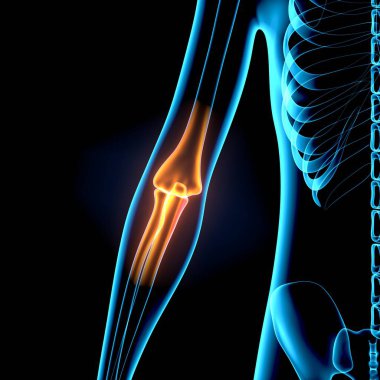 Erkek sindirim sistemi anatomisi. 3d illüstrasyon