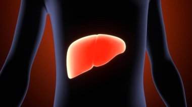 Erkek sindirim sistemi anatomisi. 3d illüstrasyon