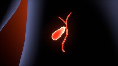 Erkek sindirim sistemi anatomisi. 3d illüstrasyon