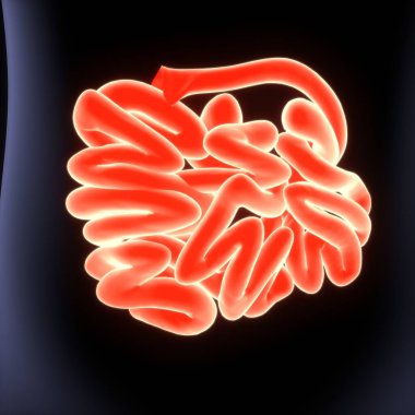 Erkek sindirim sistemi anatomisi. 3d illüstrasyon