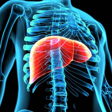 Erkek sindirim sistemi anatomisi. 3d illüstrasyon