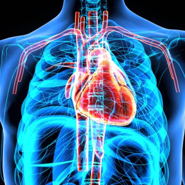 Erkek sindirim sistemi anatomisi. 3d illüstrasyon