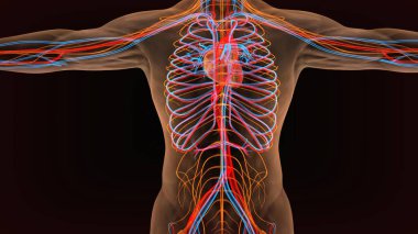 Erkek sindirim anatomisi. 3d illüstrasyon