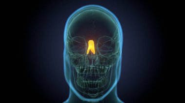 Erkek sindirim anatomisi. 3d illüstrasyon