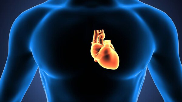 анатомия человеческого скелета. 3D рендеринг