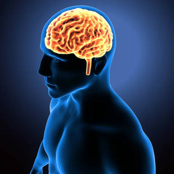 İnsan iskeleti anatomisi. 3d hazırlayıcı