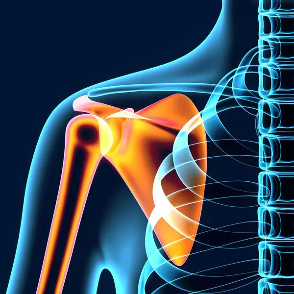 Erkek sindirim sistemi anatomisi. 3d illüstrasyon