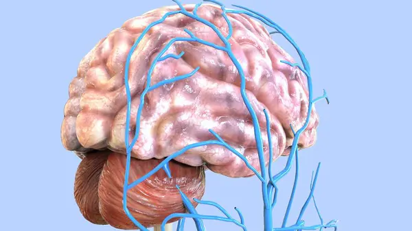 Erkek sindirim sistemi anatomisi. 3d illüstrasyon