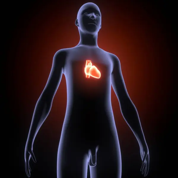Erkek sindirim sistemi anatomisi. 3d illüstrasyon