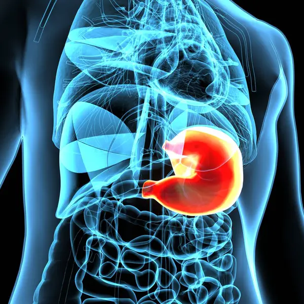 Erkek sindirim sistemi anatomisi. 3d illüstrasyon