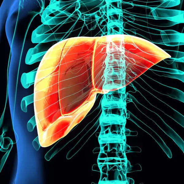 Erkek sindirim sistemi anatomisi. 3d illüstrasyon