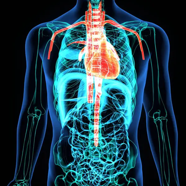 Erkek sindirim sistemi anatomisi. 3d illüstrasyon