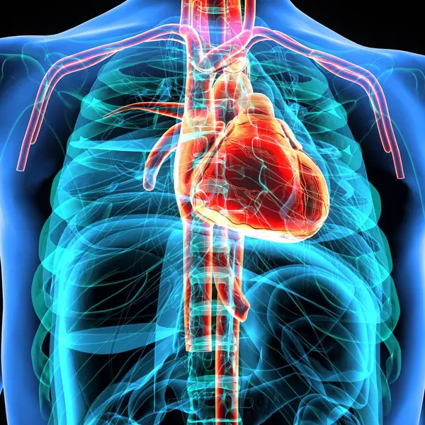 Erkek sindirim sistemi anatomisi. 3d illüstrasyon
