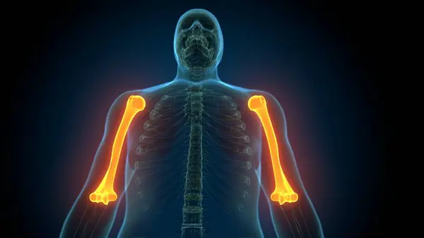 Erkek sindirim anatomisi. 3d illüstrasyon