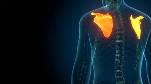 Erkek sindirim anatomisi. 3d illüstrasyon