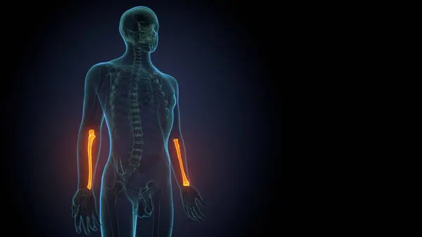 Erkek sindirim anatomisi. 3d illüstrasyon