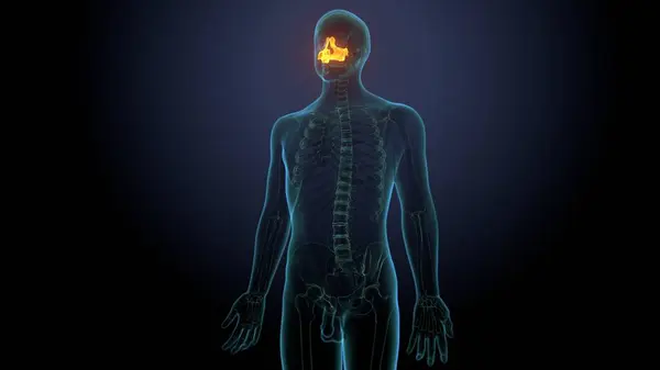 Erkek sindirim anatomisi. 3d illüstrasyon