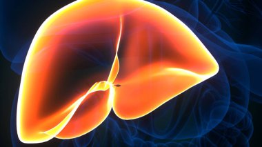 İnsan iskeleti anatomisi. 3d illüstrasyon