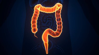 İnsan iskeleti anatomisi. 3d illüstrasyon