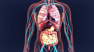 İnsan iskeleti anatomisi. 3d illüstrasyon