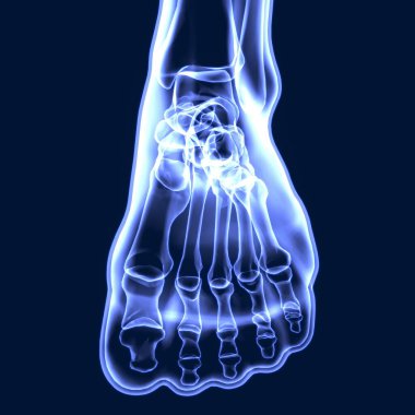 İnsan iskeleti anatomisi. 3d illüstrasyon