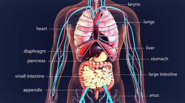 İnsan iskeleti anatomisi. 3d illüstrasyon