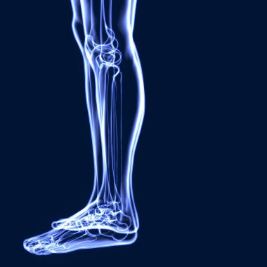 İnsan iskeleti anatomisi. 3d illüstrasyon