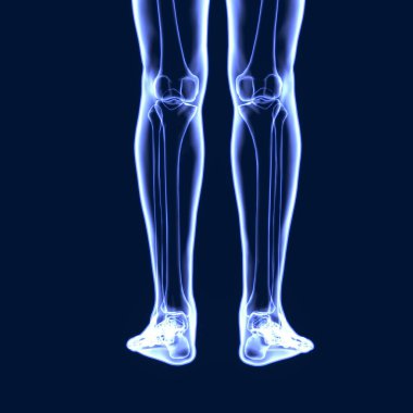 İnsan iskeleti anatomisi. 3d illüstrasyon