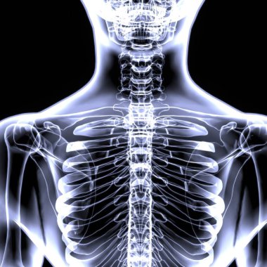 İnsan iskeleti anatomisi. 3d illüstrasyon