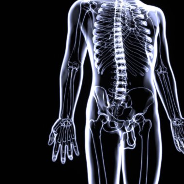 İnsan iskeleti anatomisi. 3d illüstrasyon