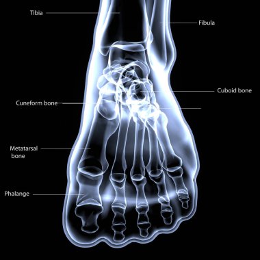 İnsan iskeleti anatomisi. 3d illüstrasyon