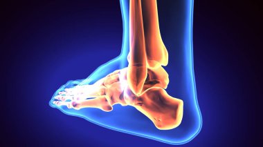 İnsan iskeleti anatomisi. 3d illüstrasyon