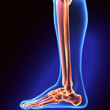 İnsan iskeleti anatomisi. 3d illüstrasyon