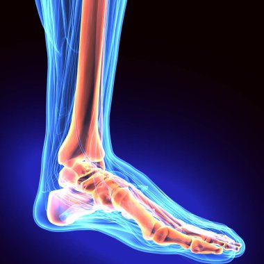  İnsan iskeleti ve sindirim sistemi. 3d illüstrasyon