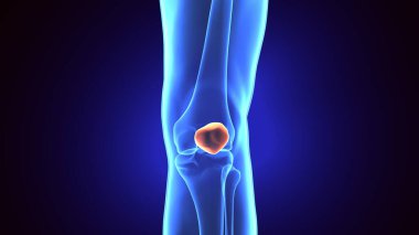  İnsan iskeleti ve sindirim sistemi. 3d illüstrasyon