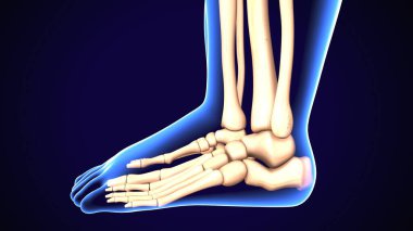  İnsan iskeleti ve sindirim sistemi. 3d illüstrasyon