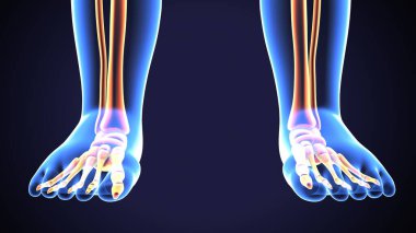  İnsan iskeleti ve sindirim sistemi. 3d illüstrasyon