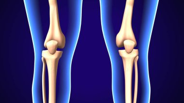  İnsan iskeleti ve sindirim sistemi. 3d illüstrasyon