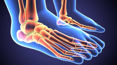  İnsan iskeleti ve sindirim sistemi. 3d illüstrasyon