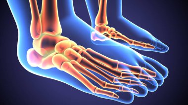  İnsan iskeleti ve sindirim sistemi. 3d illüstrasyon