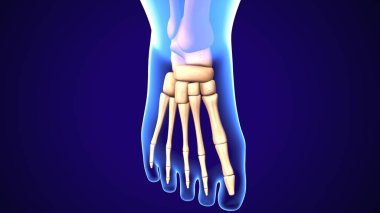  İnsan iskeleti ve sindirim sistemi. 3d illüstrasyon
