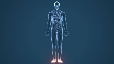 Erkek beyin anatomisi. 3d hazırlayıcı