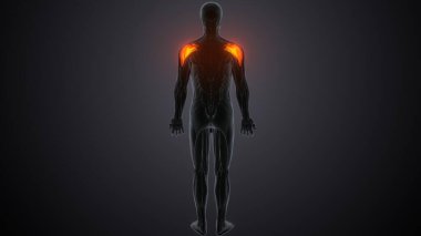 Erkek üreme sistemi. 3d hazırlayıcı